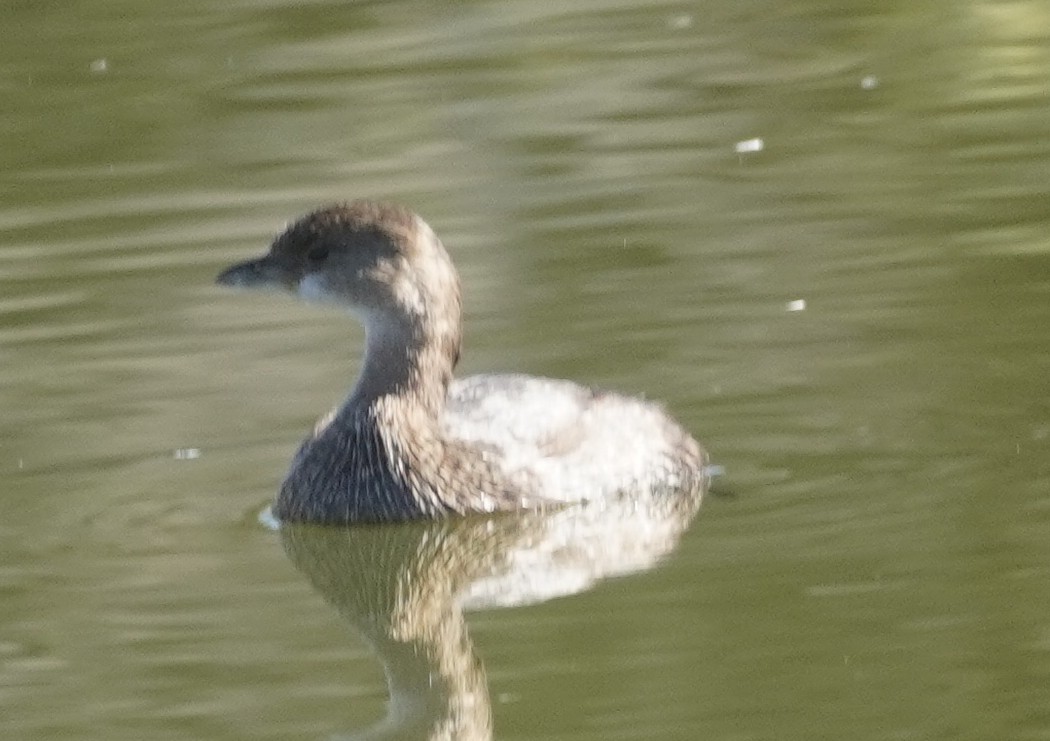 オビハシカイツブリ - ML646760471