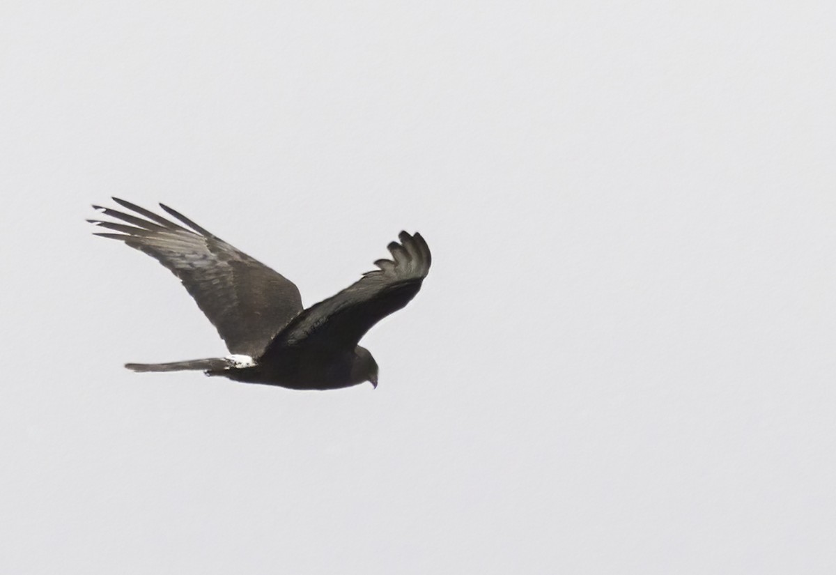 Black Harrier - ML646760472