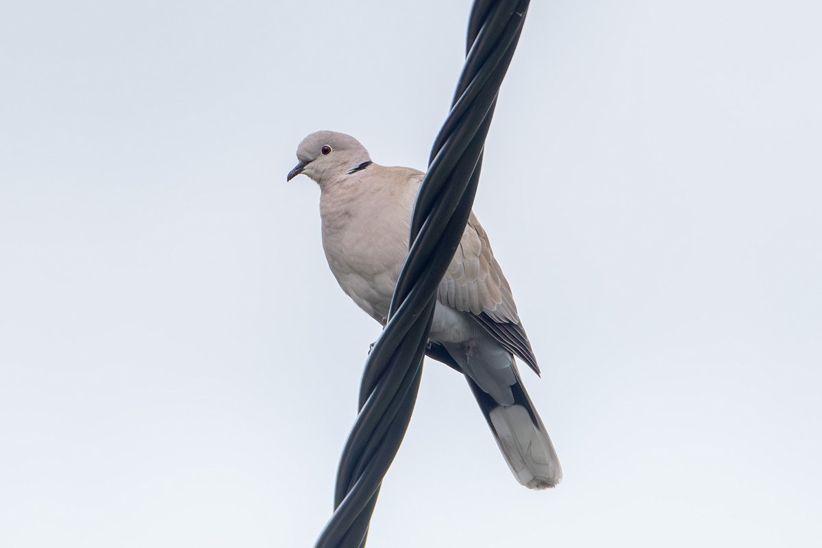 hrdlička zahradní - ML646760473