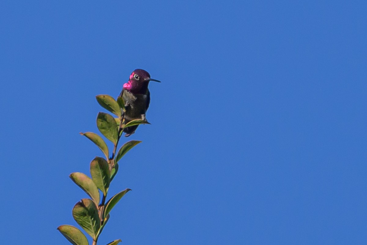 Рубиновый калипсо - ML646760478