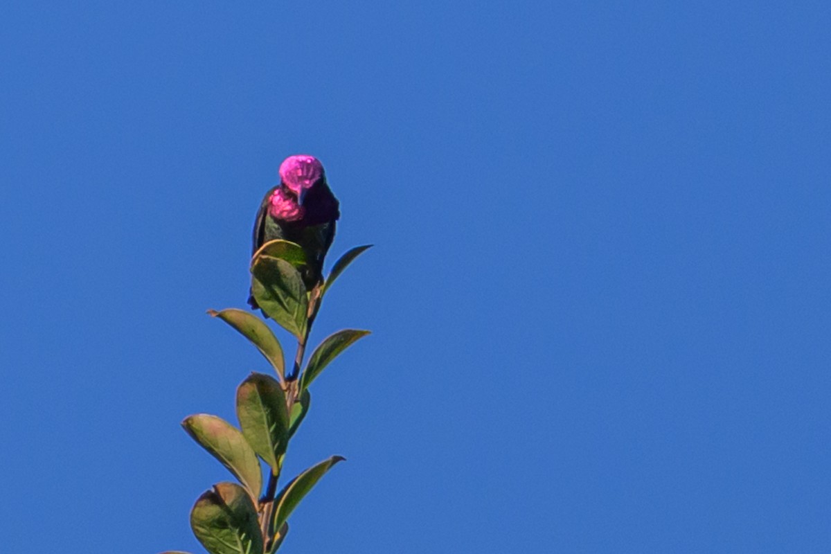 Рубиновый калипсо - ML646760479