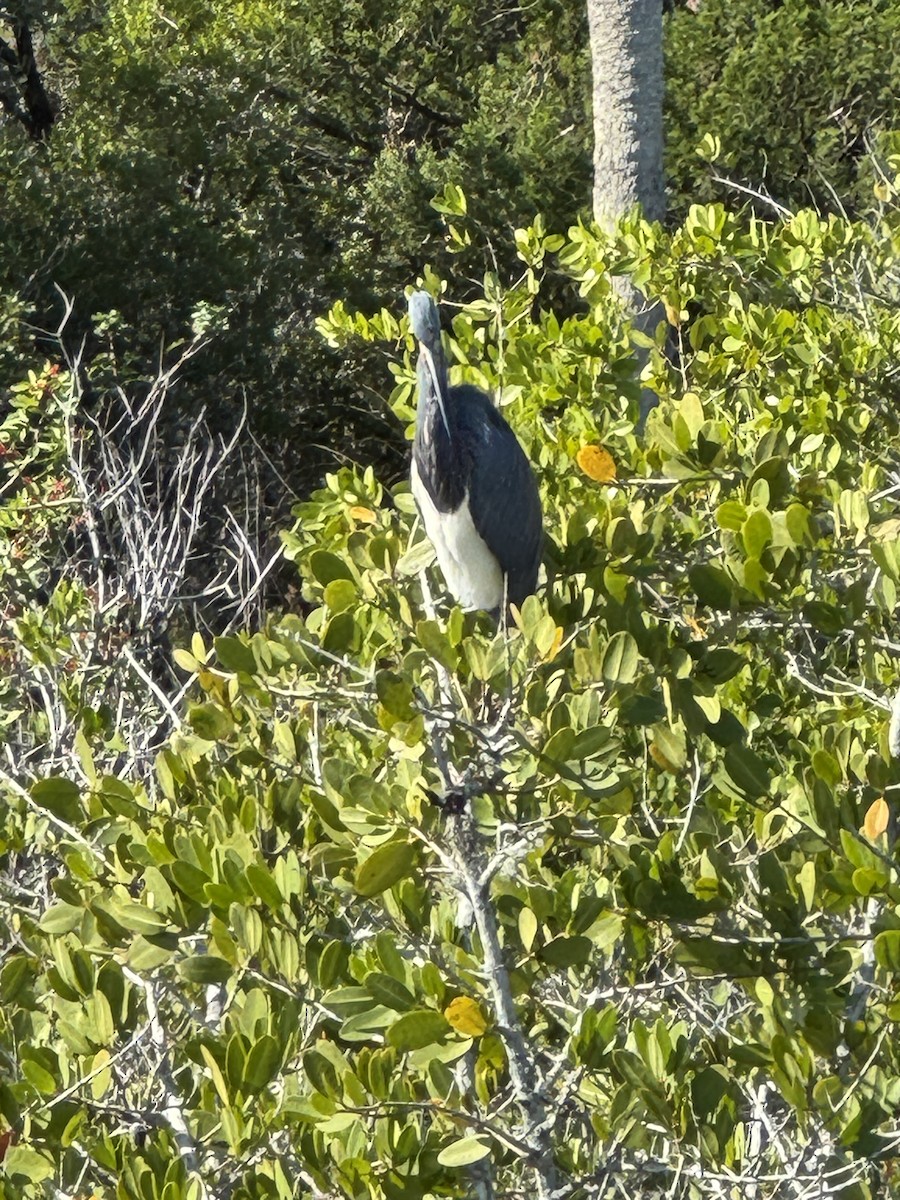 Tricolored Heron - ML646760487