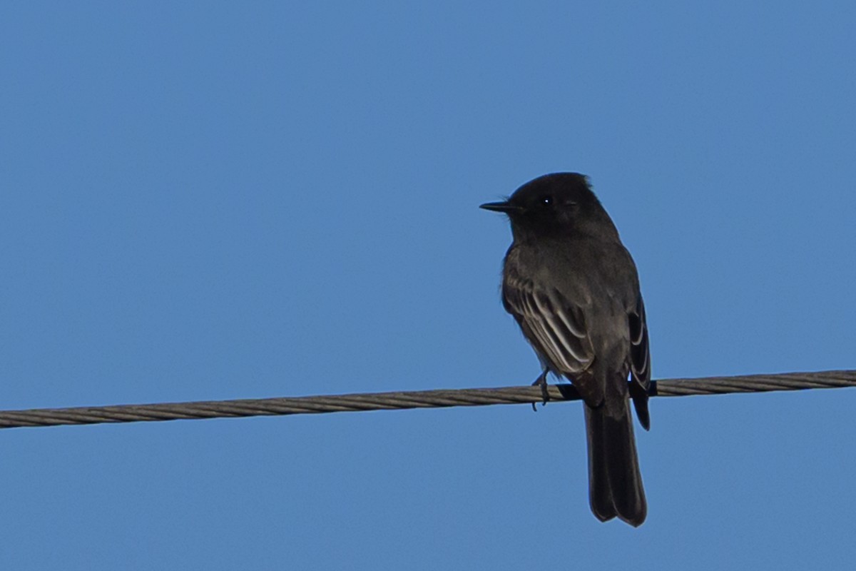 Чёрный фиби - ML646760488