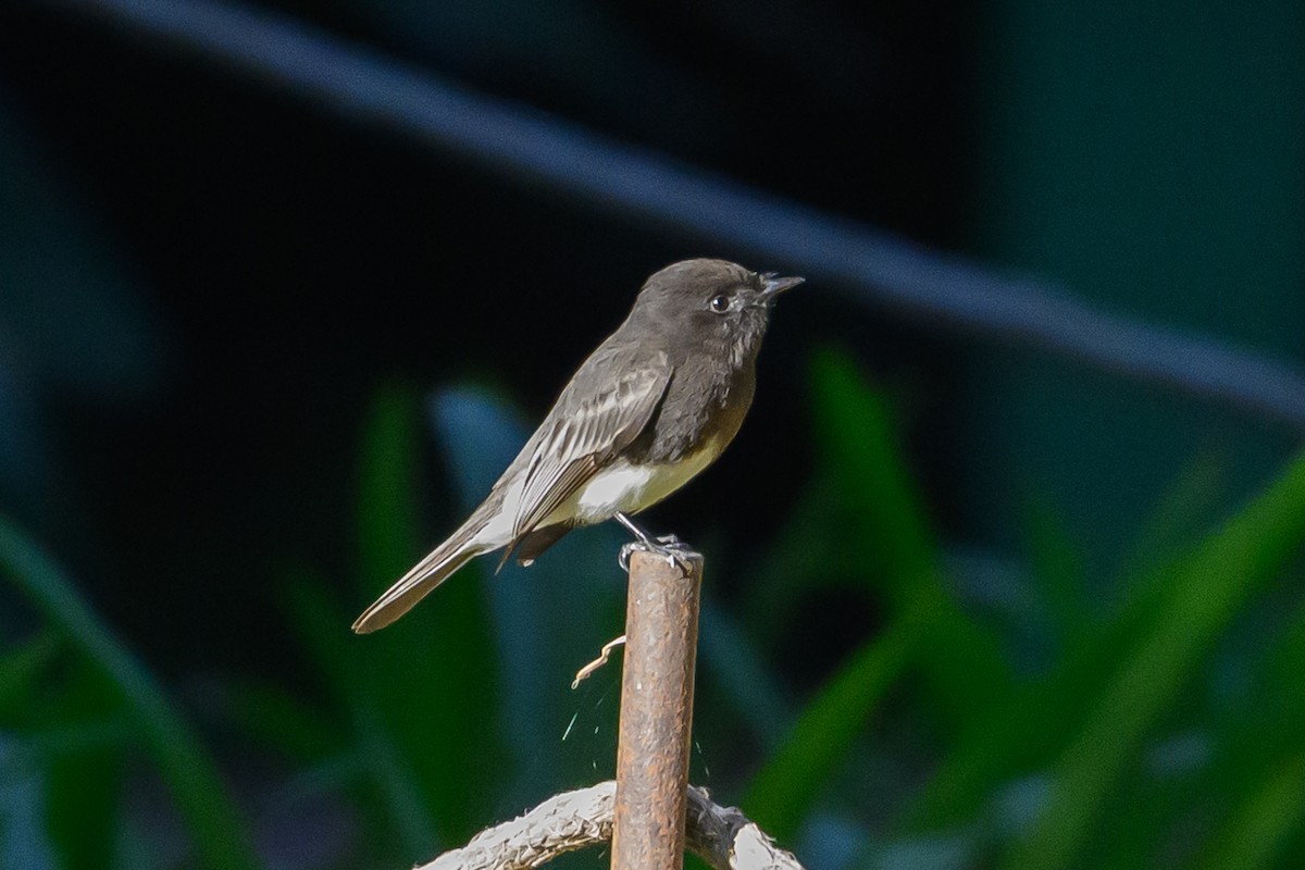 Чёрный фиби - ML646760489