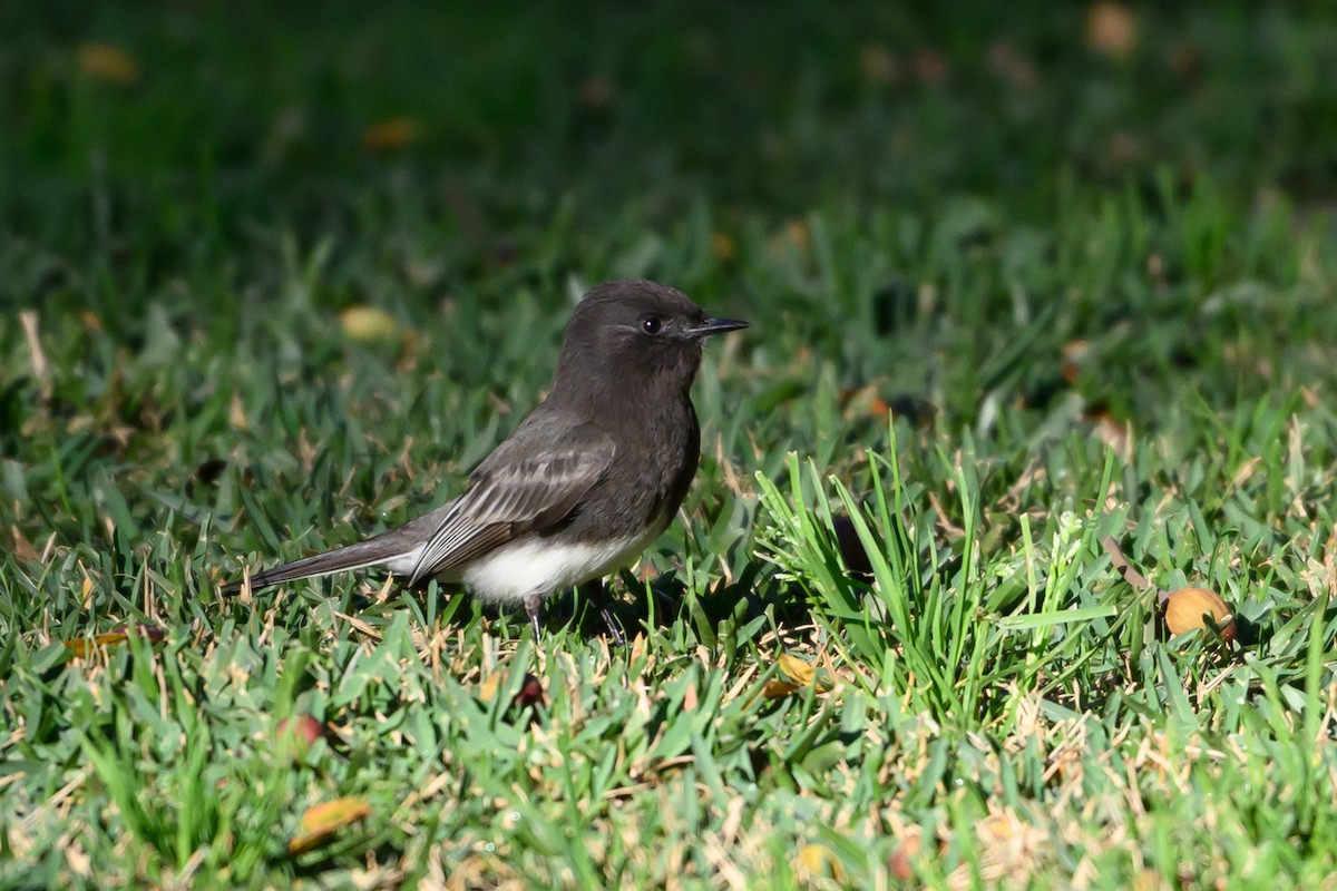 Чёрный фиби - ML646760490