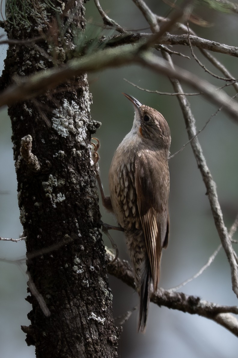 ノドジロキノボリ - ML646760494