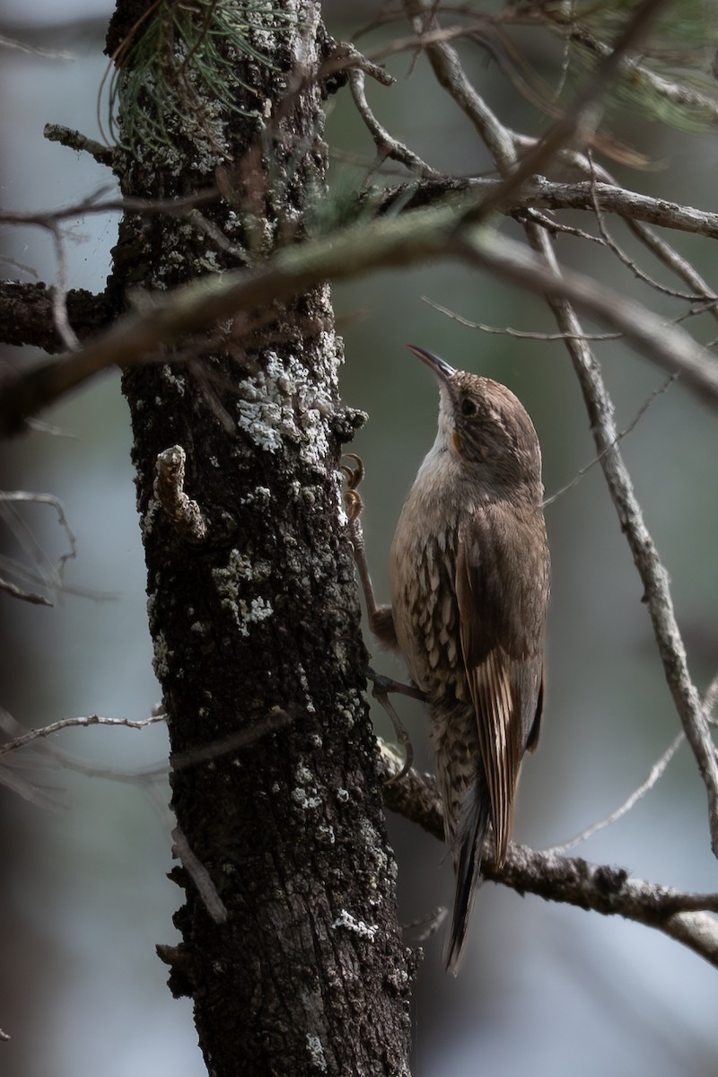 ノドジロキノボリ - ML646760495