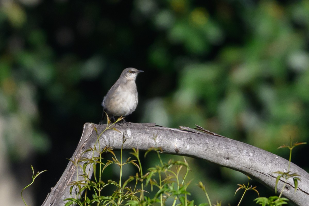 Многоголосый пересмешник - ML646760496