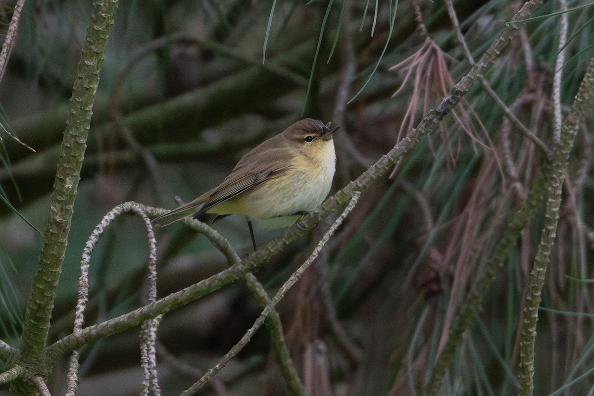 Урианхайн дууч шувуу - ML646760497