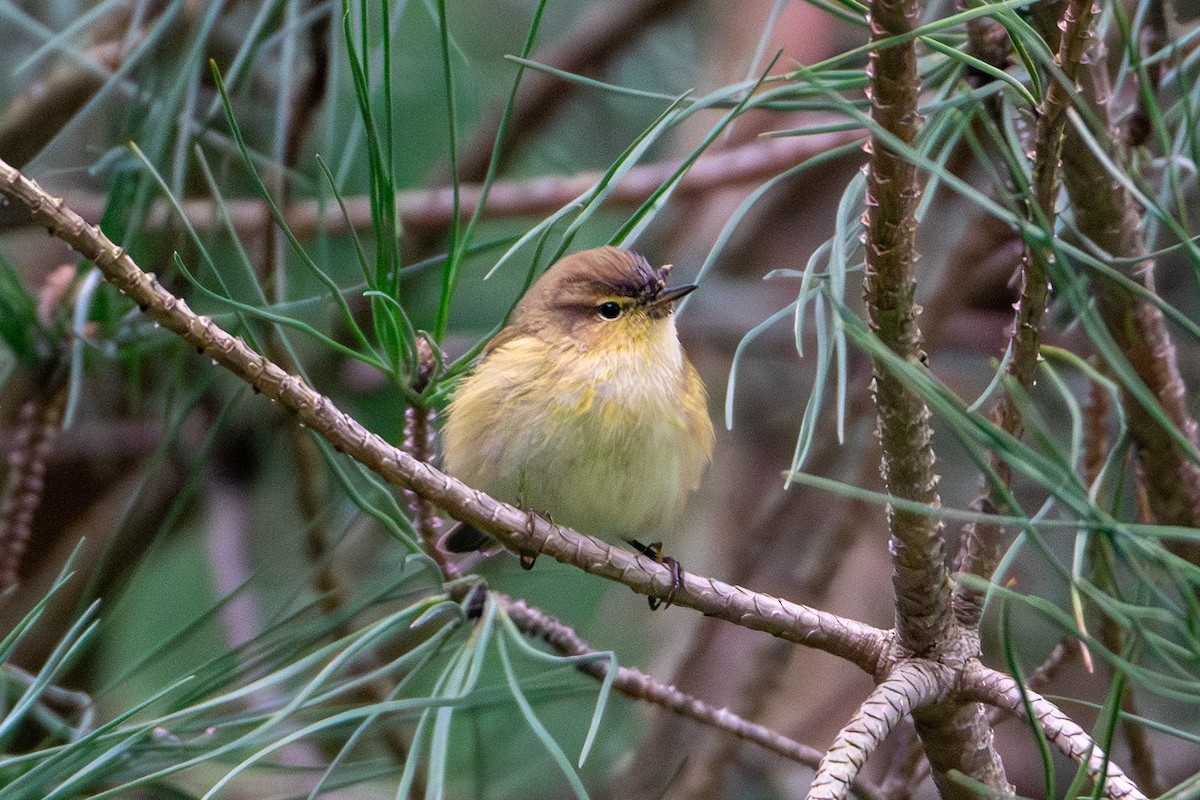 Урианхайн дууч шувуу - ML646760498