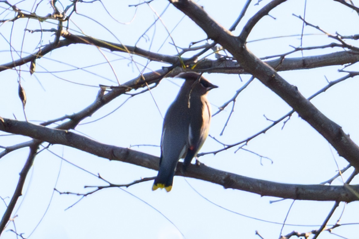 Кедровый свиристель - ML646760499