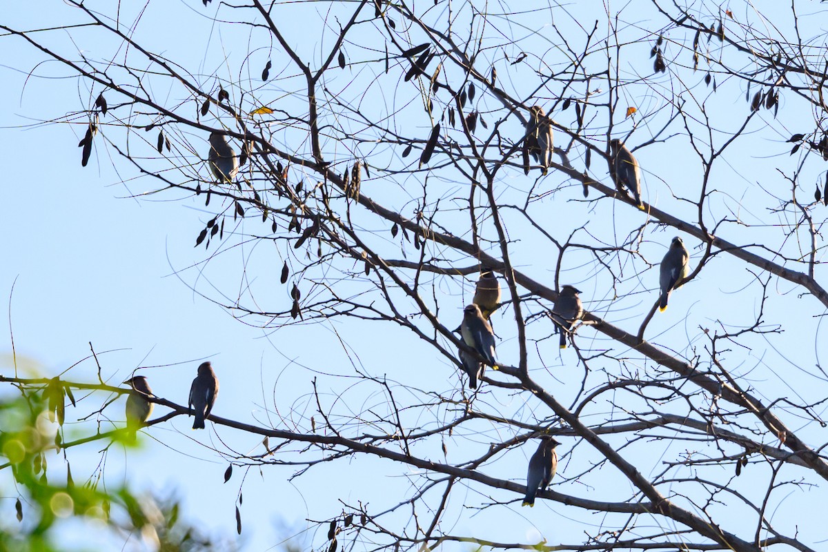 Кедровый свиристель - ML646760500