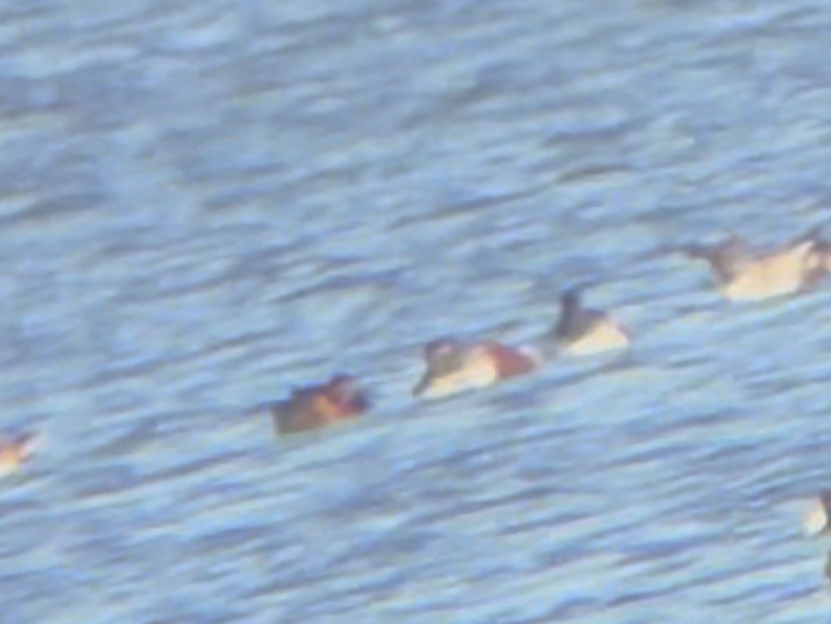 Zertzeta kanelakara - ML646760502