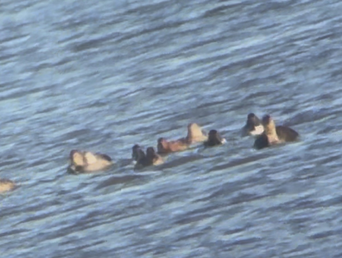 Zertzeta kanelakara - ML646760503