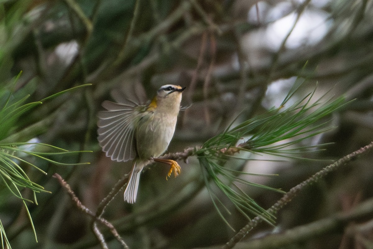 Common Firecrest - ML646760505