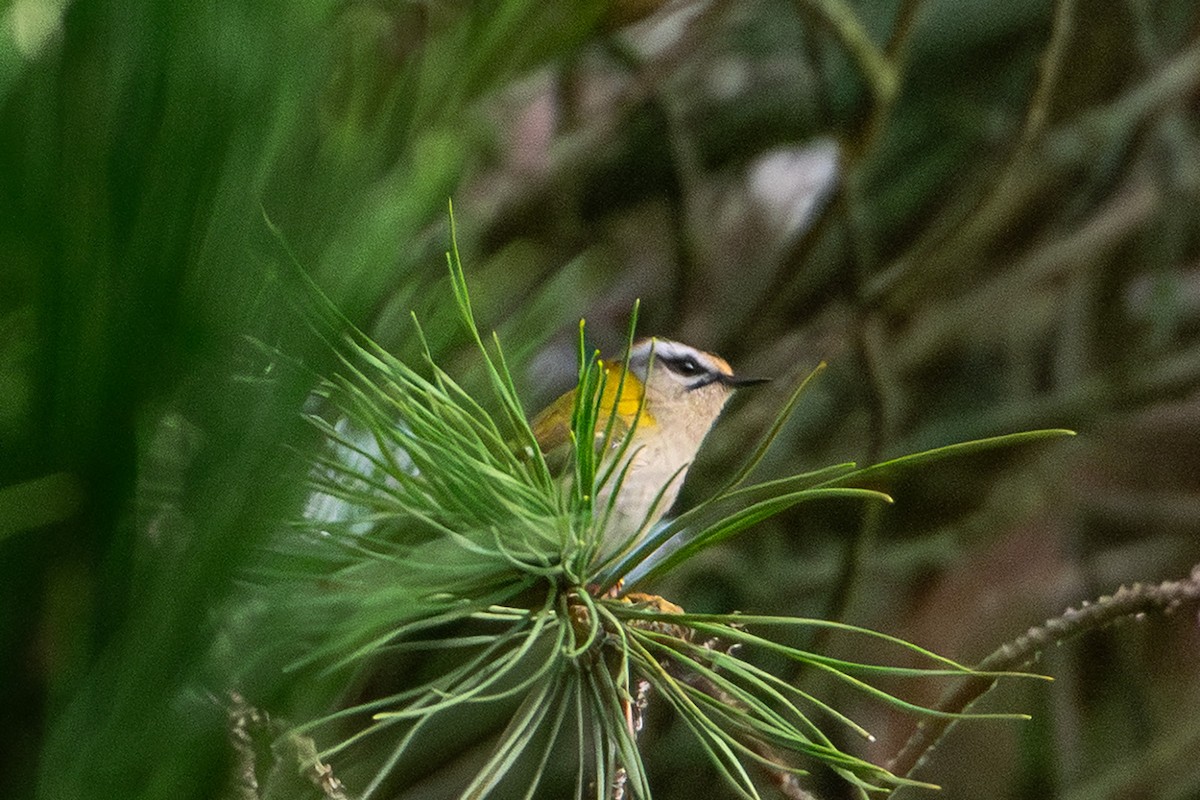 Common Firecrest - ML646760506