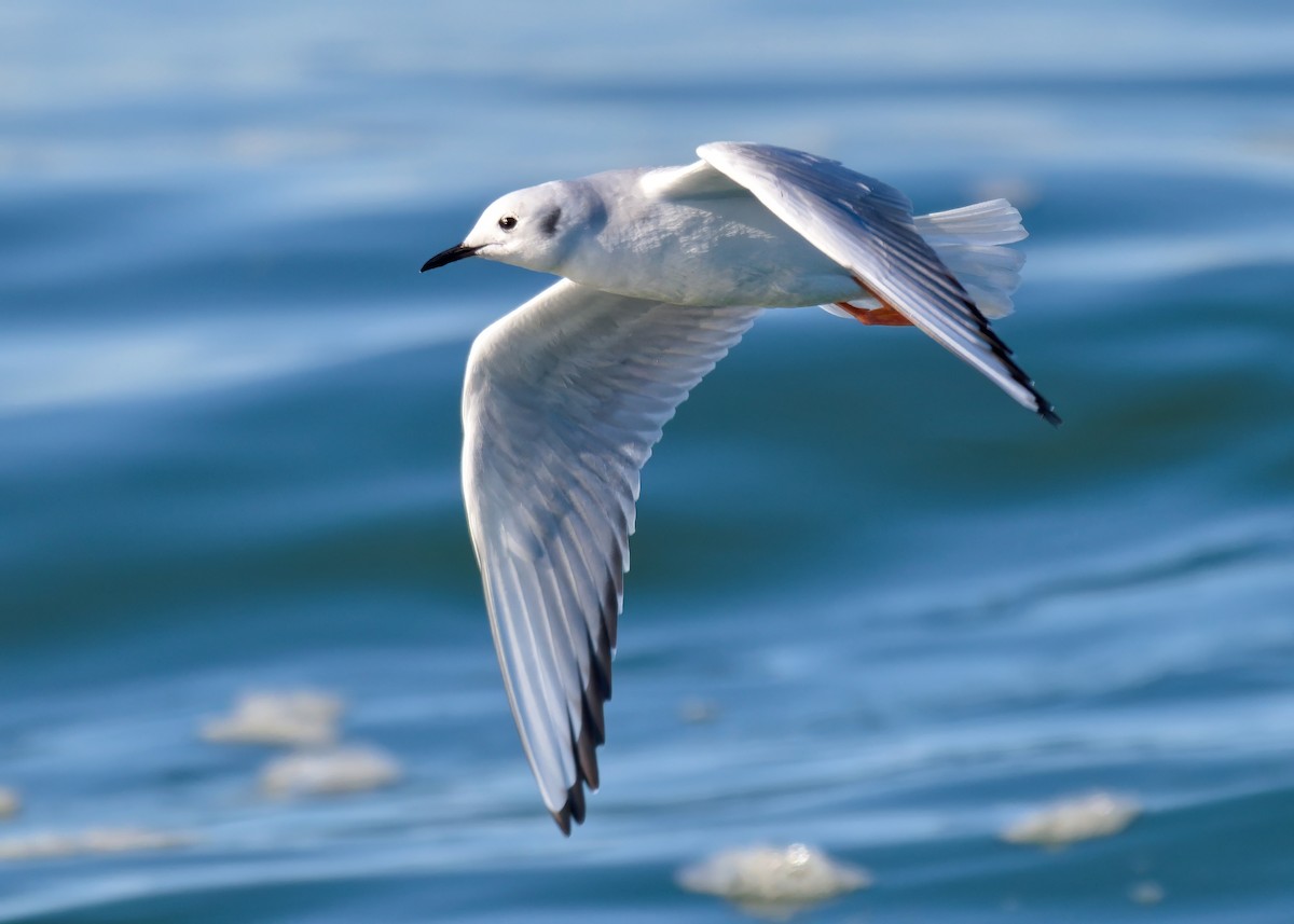 Bonaparte's Gull - ML646760509