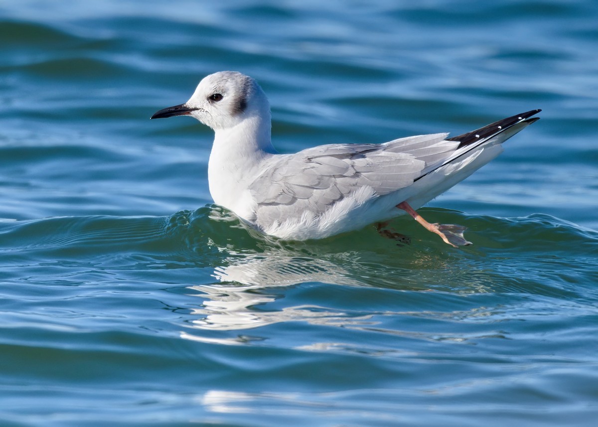 Bonaparte's Gull - ML646760510