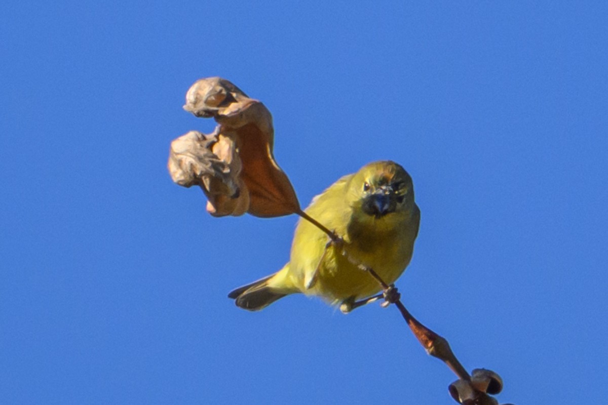 Рыжешапочная древесница - ML646760511