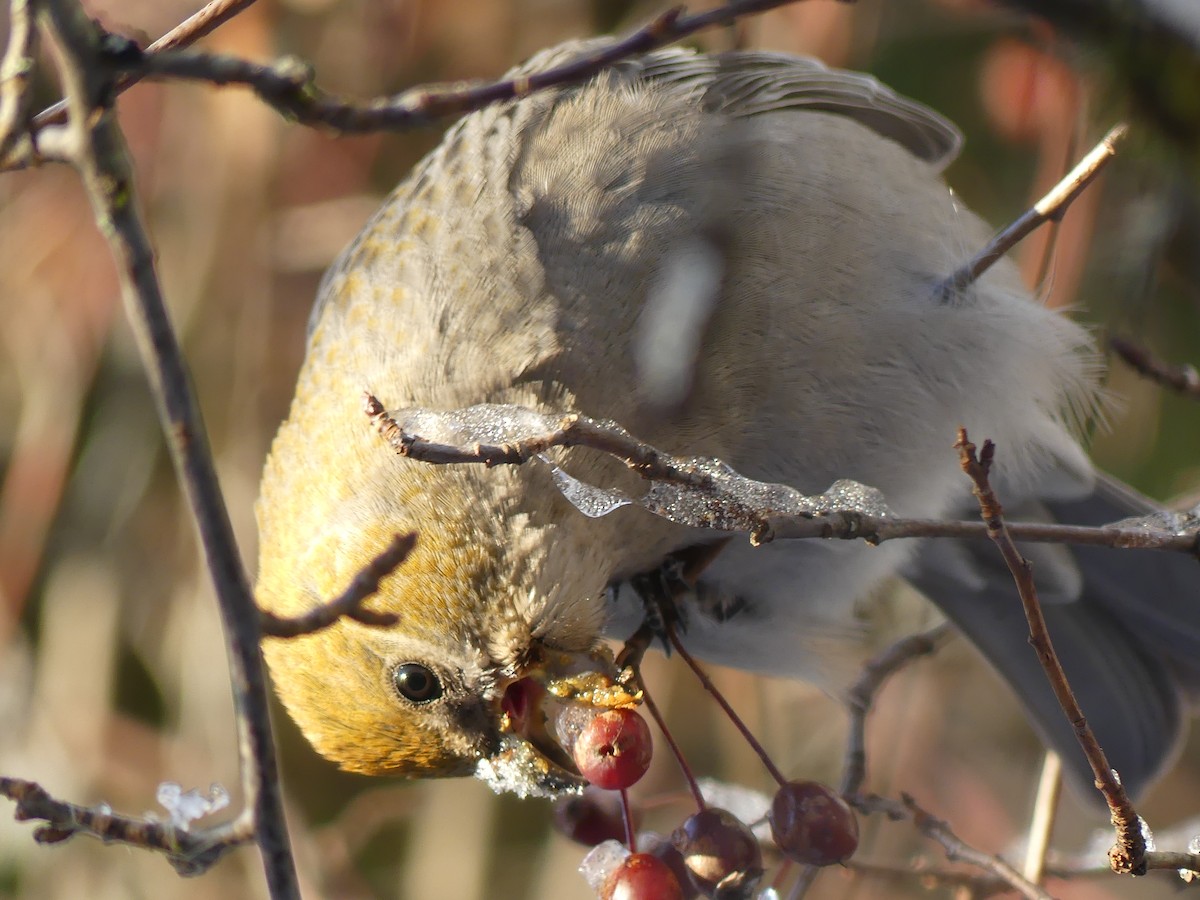 Pine Grosbeak - ML646760513