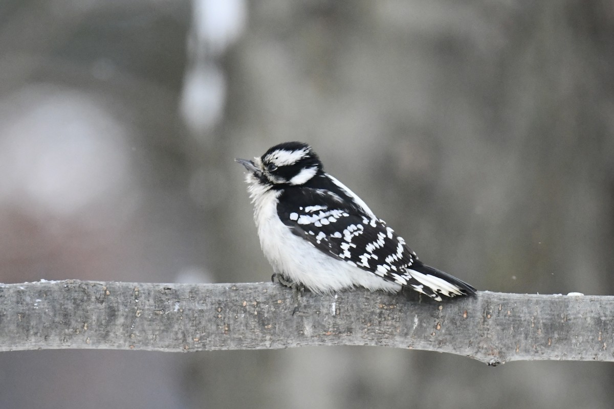 Пушистый дятел - ML646760515