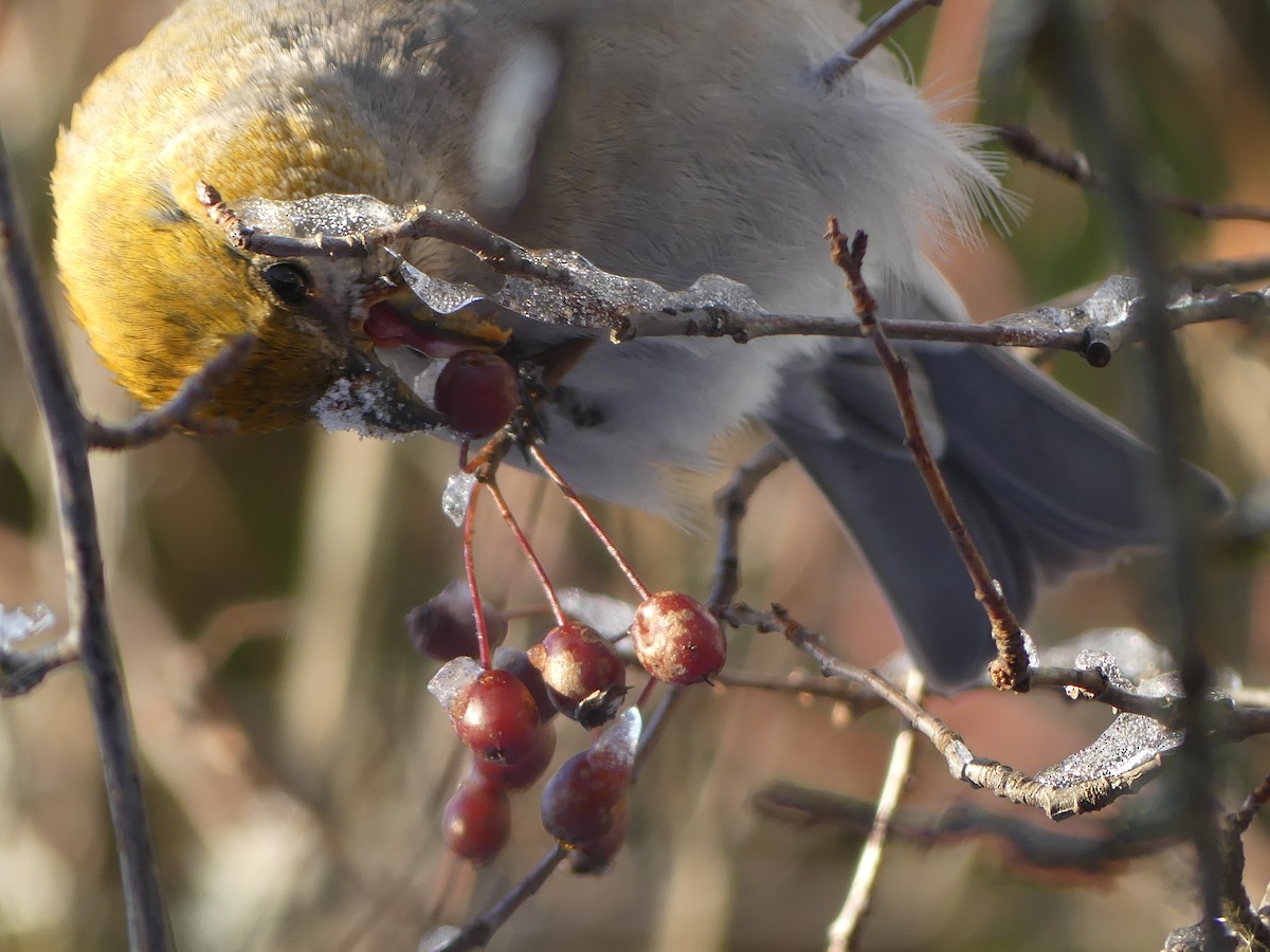 Pine Grosbeak - ML646760517
