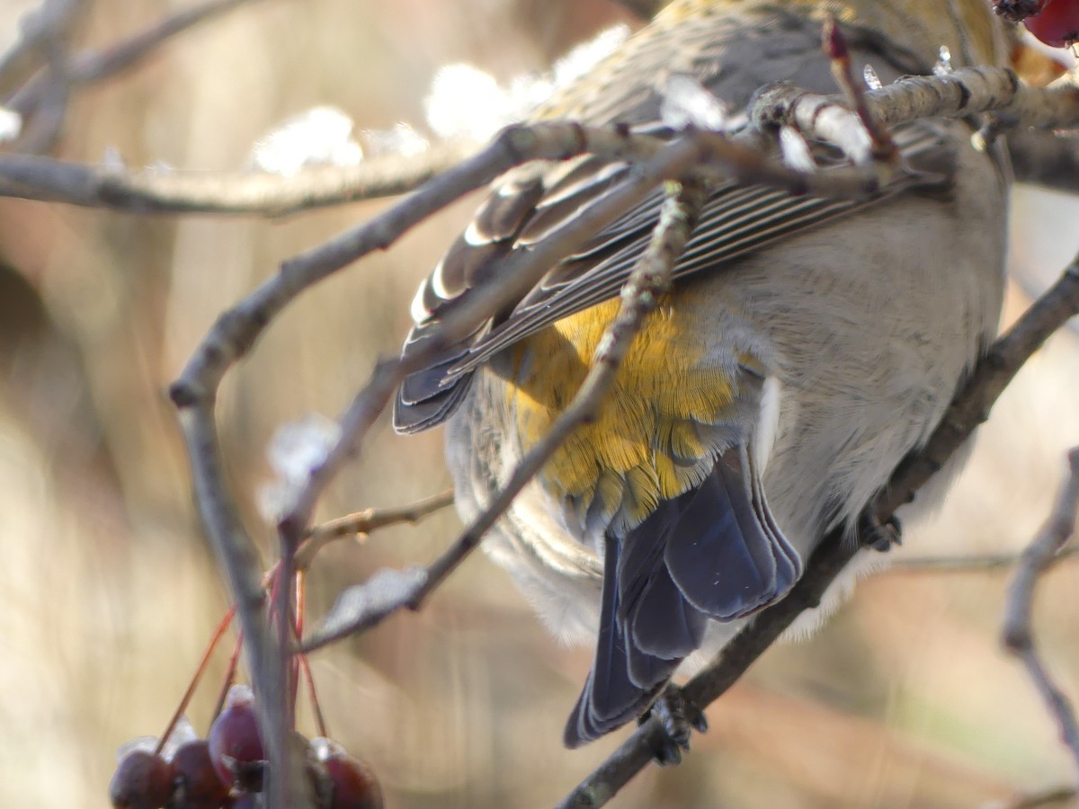Pine Grosbeak - ML646760518