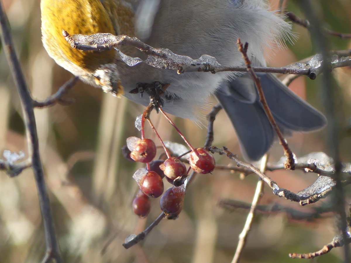 Pine Grosbeak - ML646760519