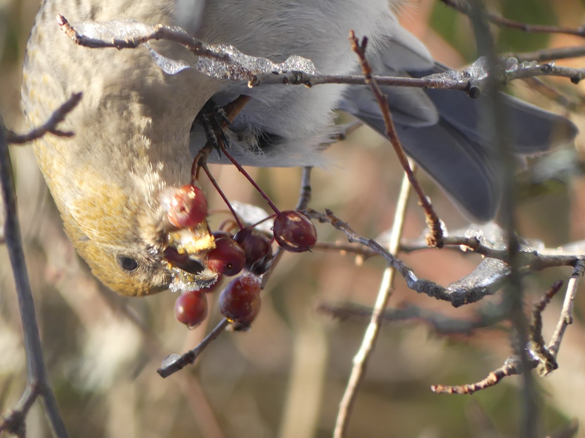 Pine Grosbeak - ML646760520