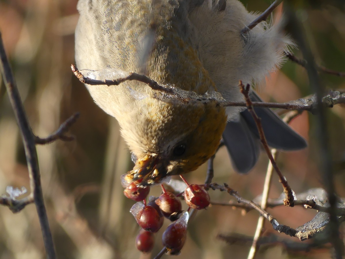 Pine Grosbeak - ML646760521