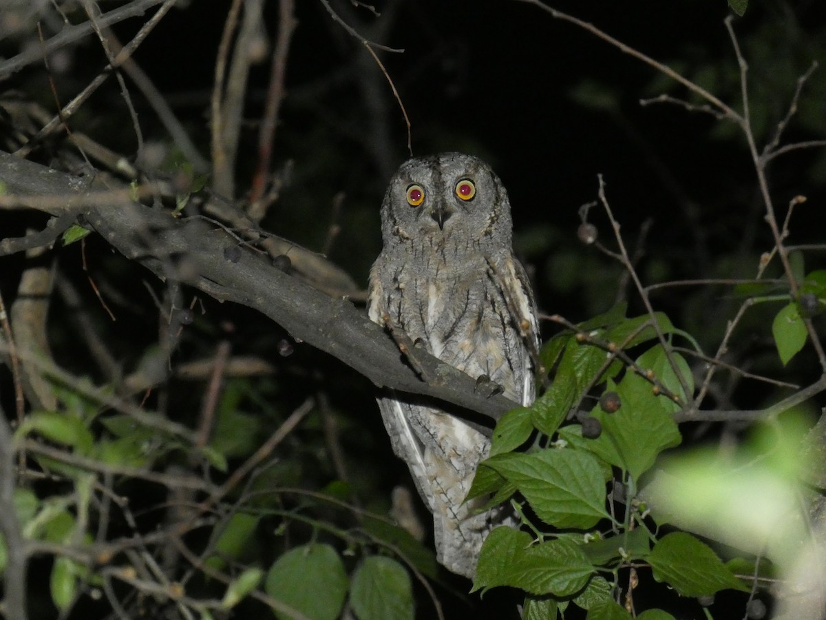 Eurasian Scops-Owl - ML646760522