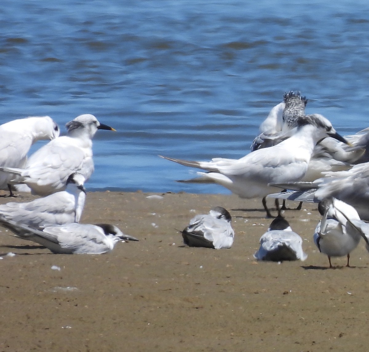 Sandwich Tern - ML646760523