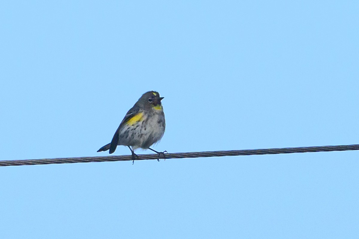 Миртовый певун - ML646760524