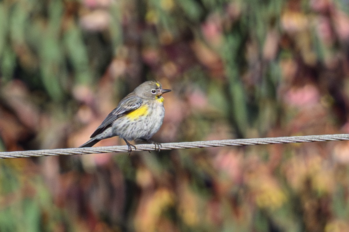 Миртовый певун - ML646760525