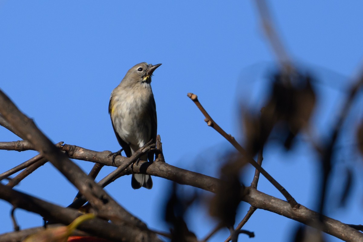 Миртовый певун - ML646760526