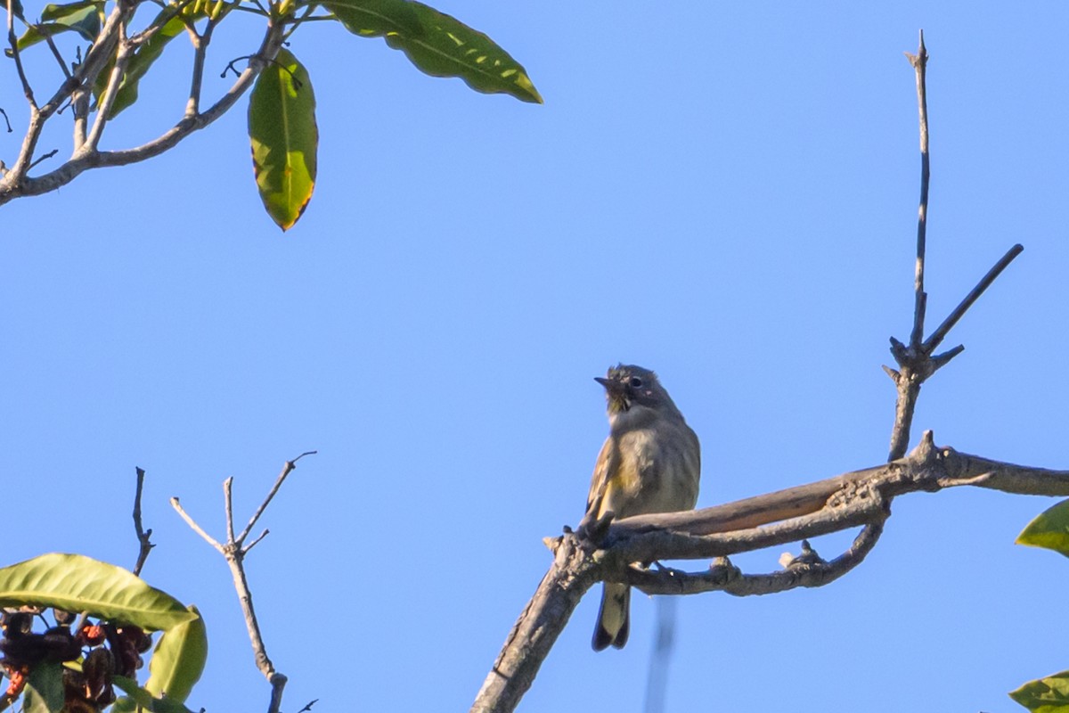 Миртовый певун - ML646760527