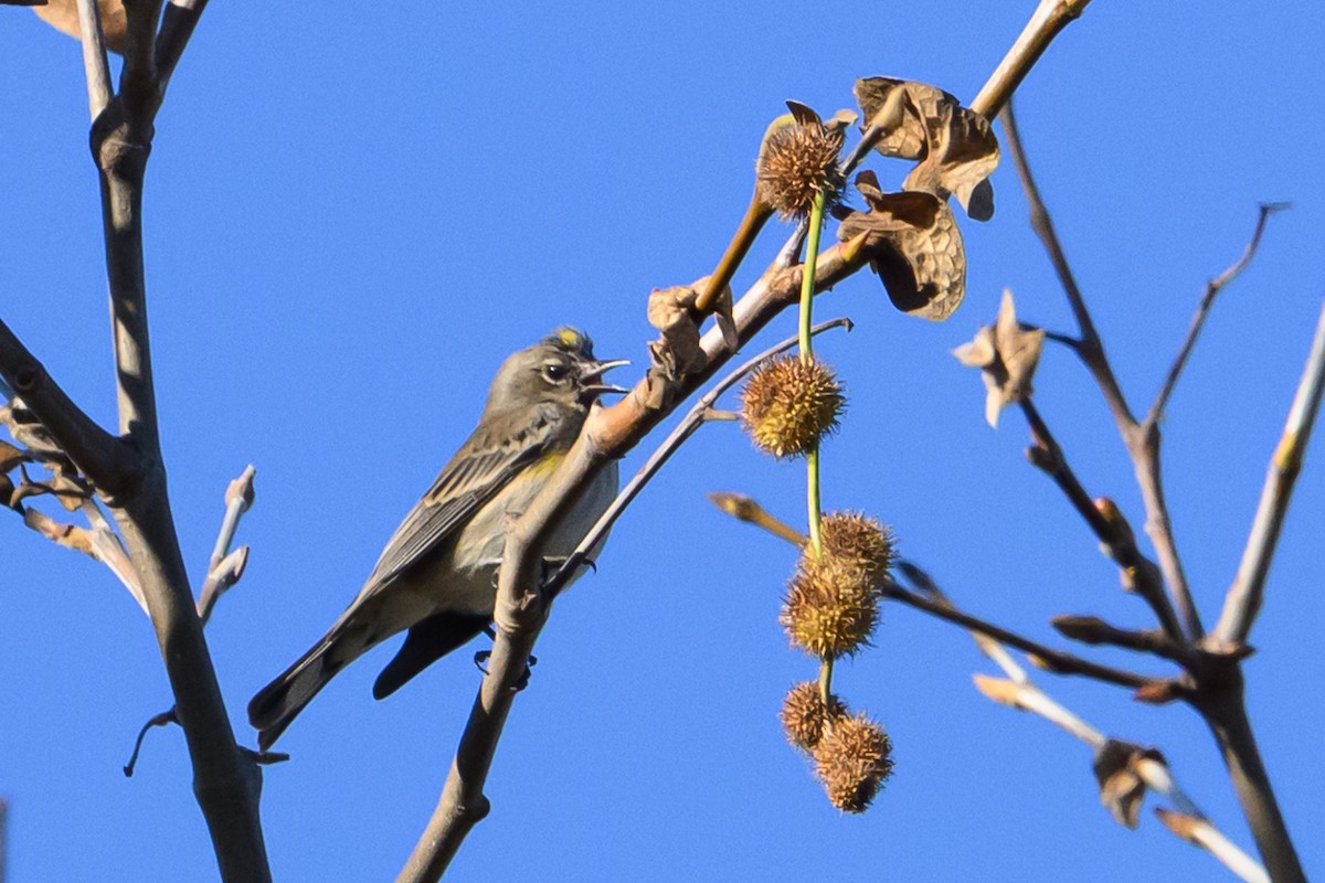 Миртовый певун - ML646760528