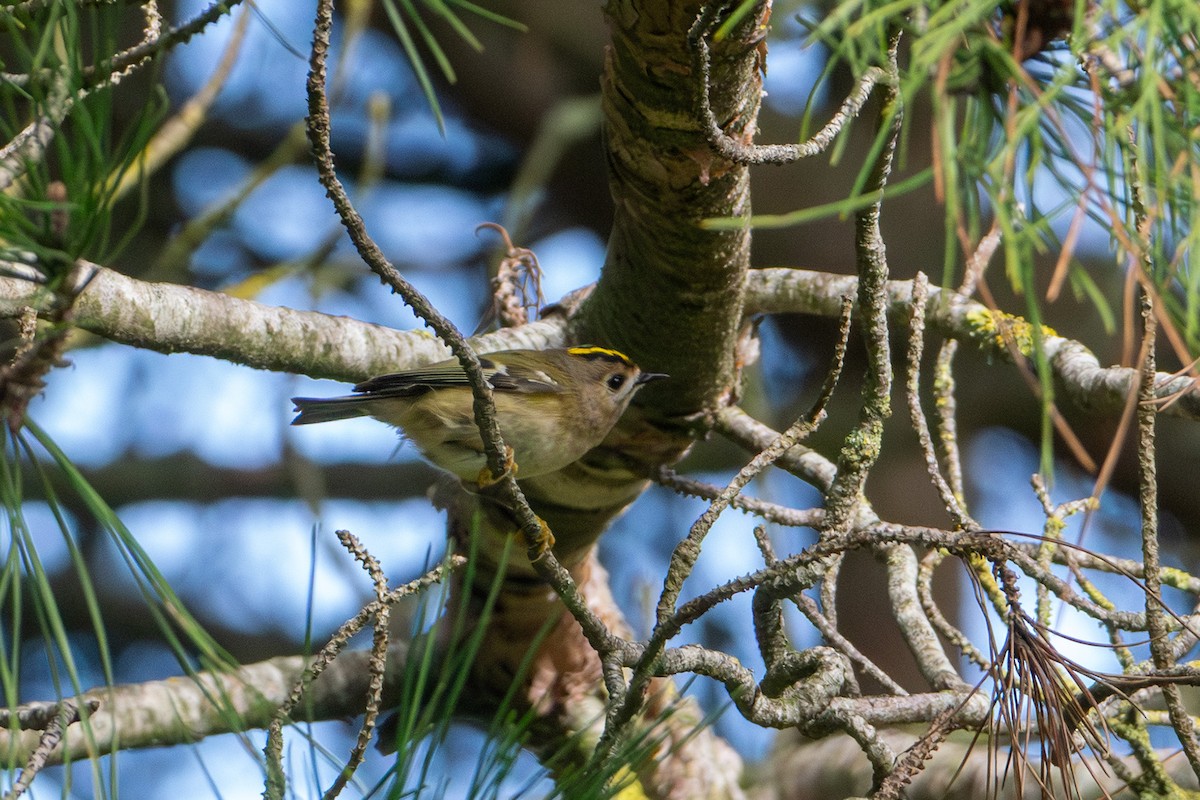Шар мэлзэн задуулай - ML646760529