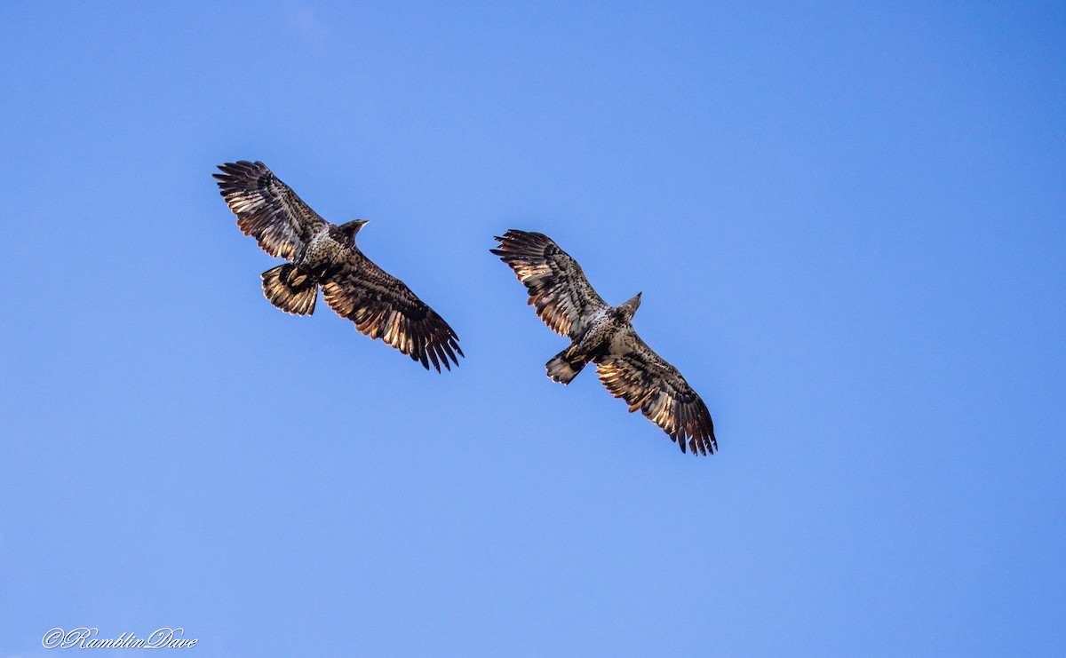Bald Eagle - ML646760530