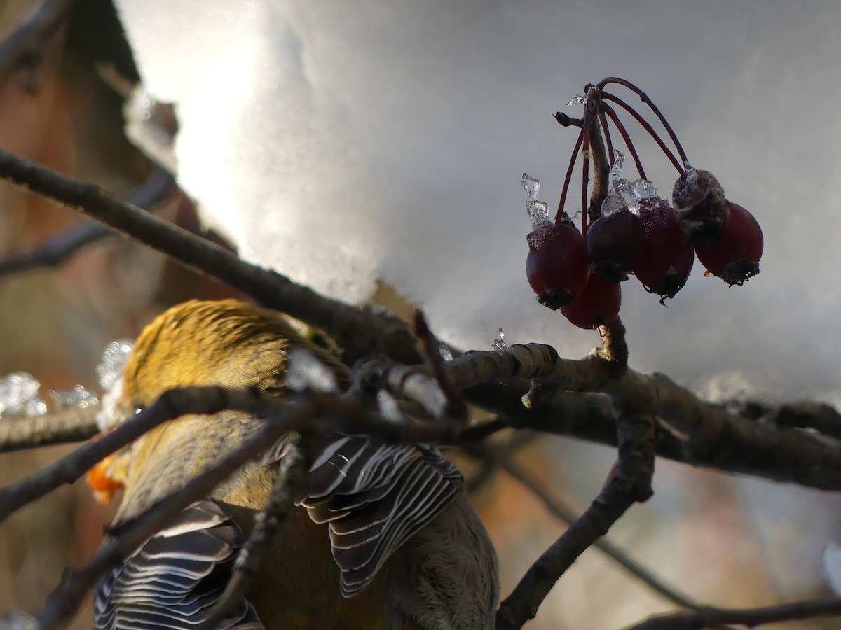 Pine Grosbeak - ML646760531