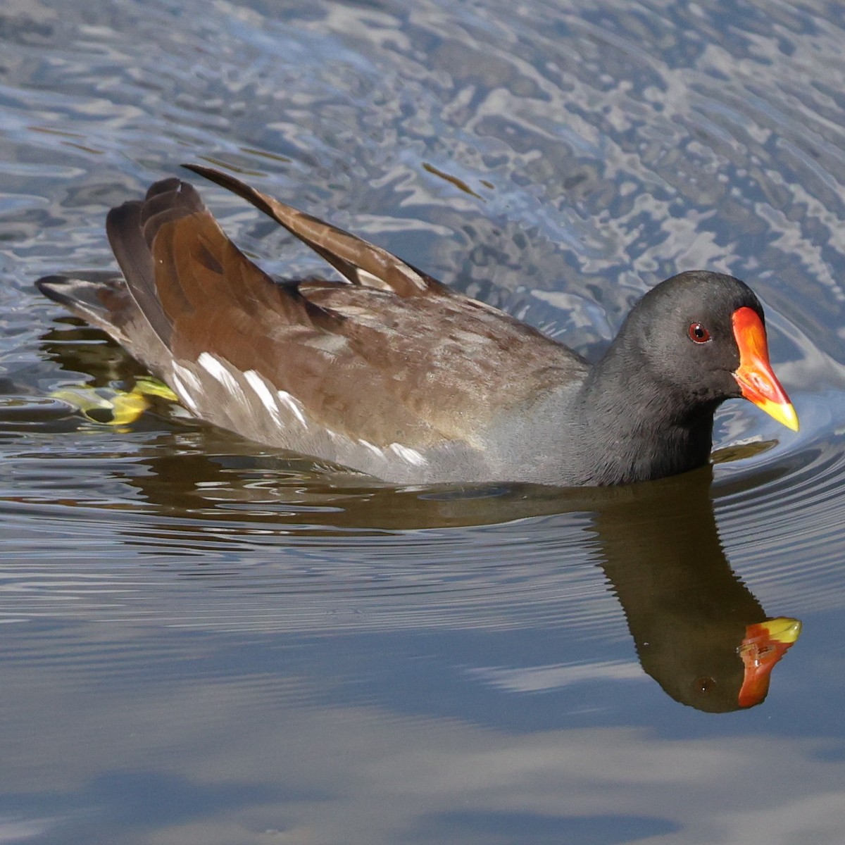 Eurasian Moorhen - ML646760532