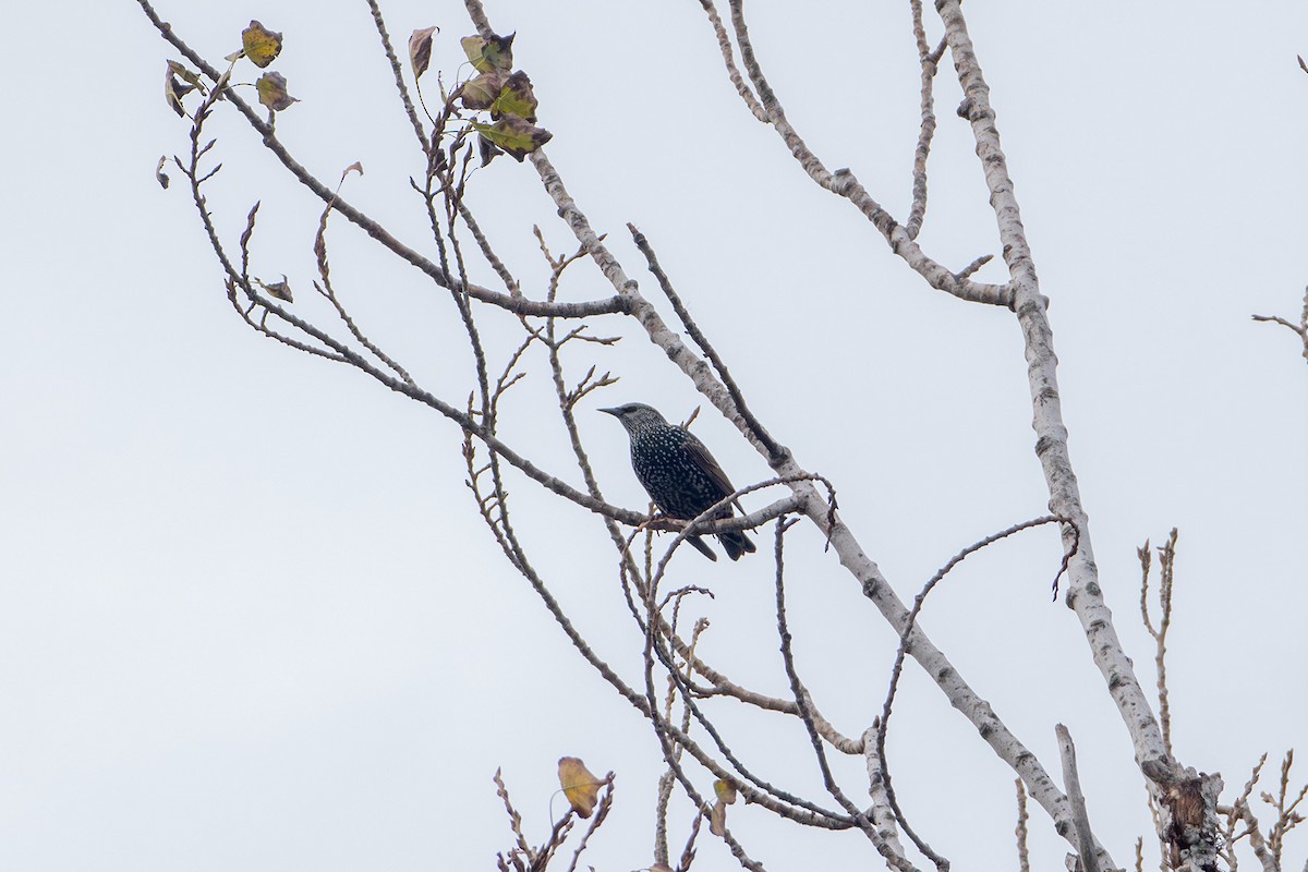 Хар тодол - ML646760533