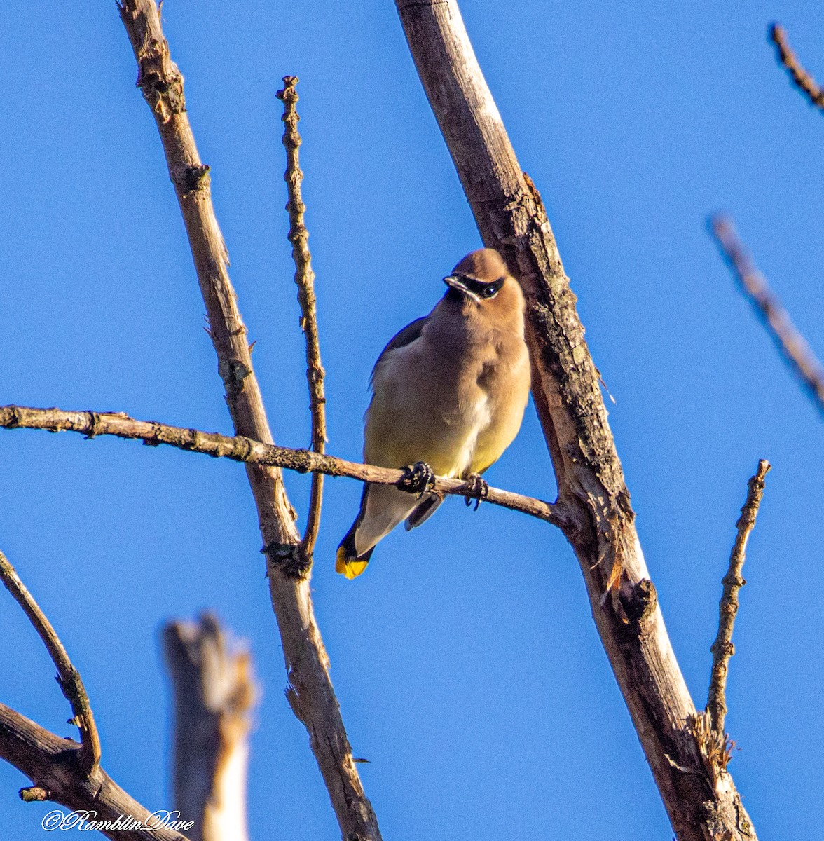 Cedar Waxwing - ML646760535