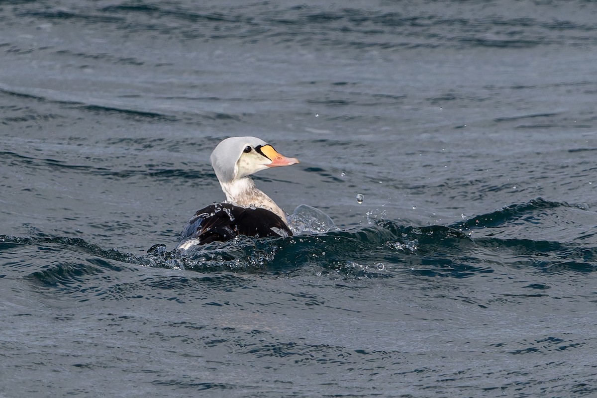King Eider - ML646760536