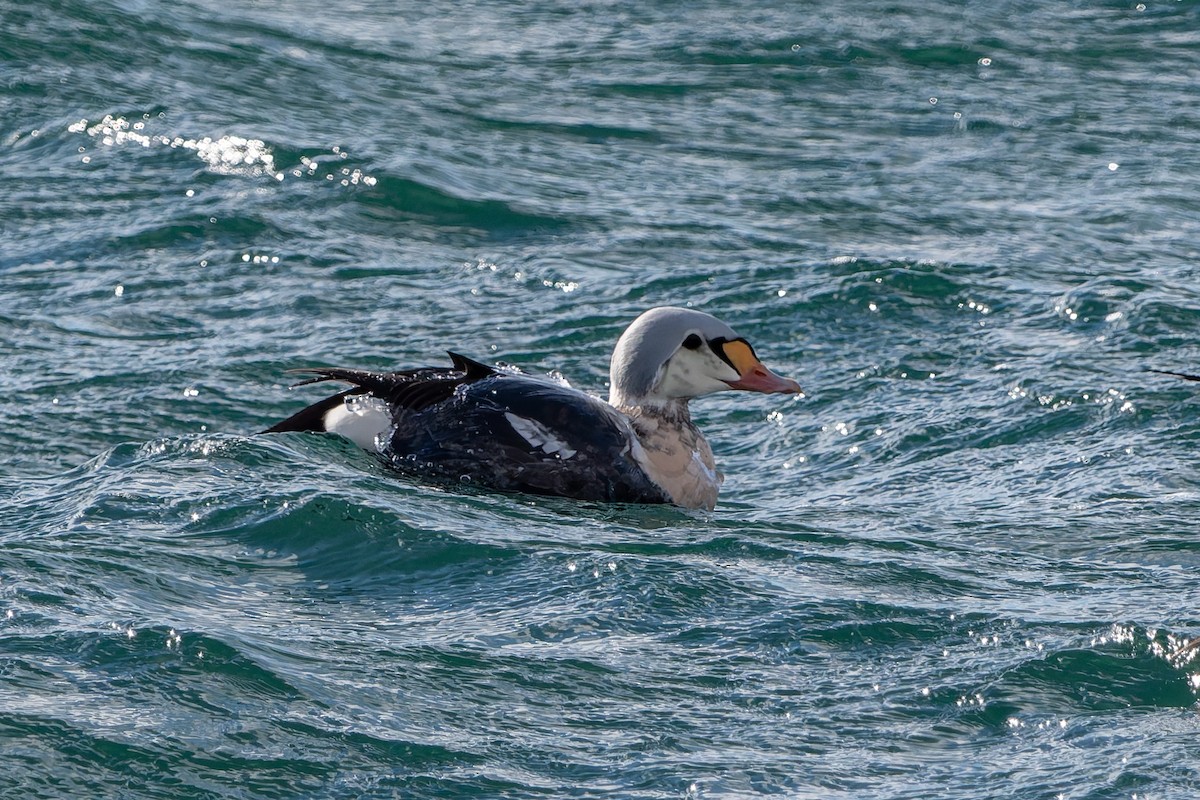 King Eider - ML646760537