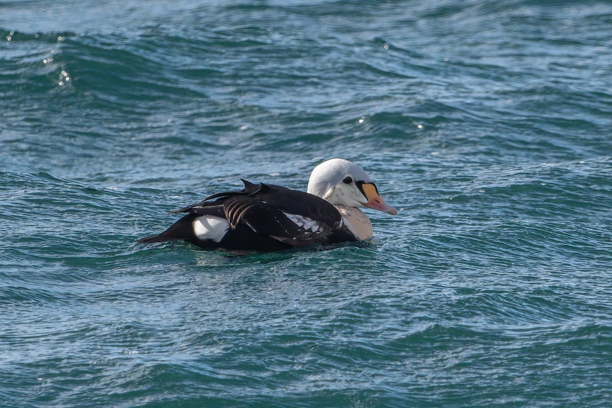 King Eider - ML646760538