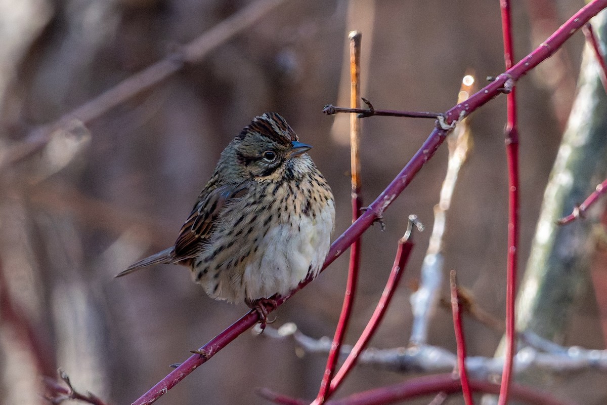 strnadec pruhohlavý - ML646760539