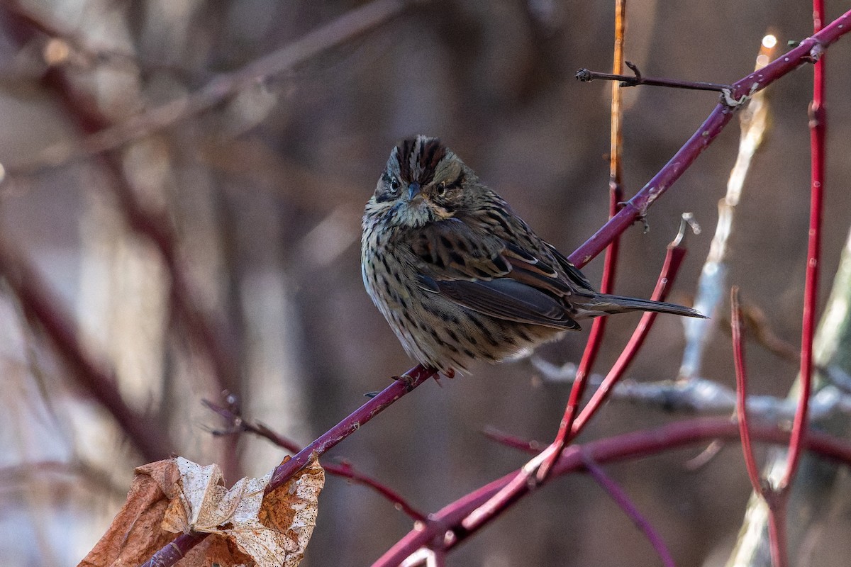 strnadec pruhohlavý - ML646760540