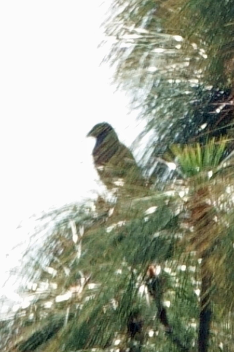 diurnal raptor sp. - ML646760541