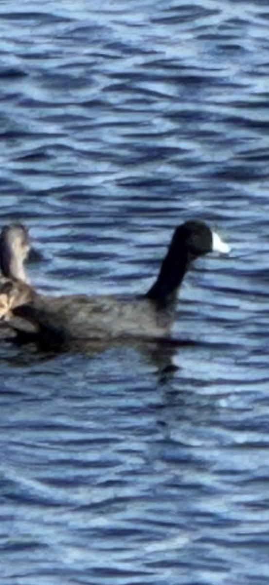 American Coot - ML646760542